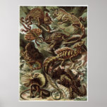 Ernst Haeckel Art Print: Lacertilia