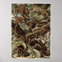 Ernst Haeckel Art Print: Lacertilia
