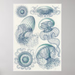Ernst Haeckel Art Print: Leptomedusae