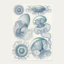 Ernst Haeckel Art Print: Leptomedusae posters