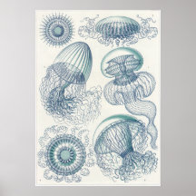 Ernst Haeckel Art Print: Leptomedusae