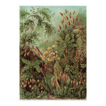 Ernst Haeckel Art Print: Muscinae by Ferntastic Ernst Haeckel Art Print: Muscinae