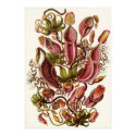 Ernst Haeckel Art Print: Nepenthaceae