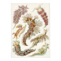 Ernst Haeckel Art Print: Nudibranchia