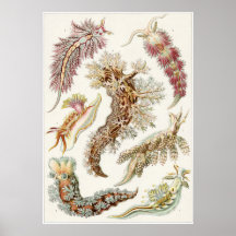 Ernst Haeckel Art Print: Nudibranchia