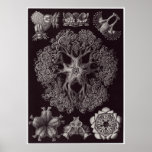 Ernst Haeckel Art Print: Ophiodea