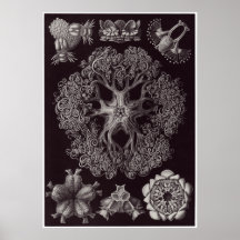 Ernst Haeckel Art Print: Ophiodea