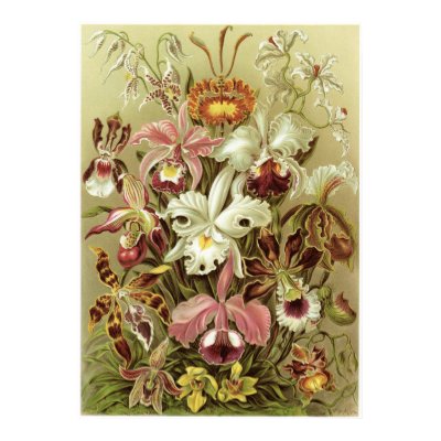 Ernst Haeckel Art Print: Orchidae Plakatdruck von Ferntastic