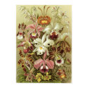 Ernst Haeckel Art Print: Orchidae