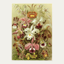 Ernst Haeckel Art Print: Orchidae posters