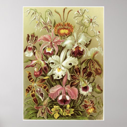 Ernst Haeckel Art Print: Orchidae