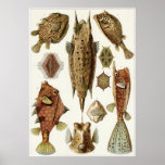 Ernst Haeckel Art Print: Ostraciontes