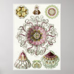 Ernst Haeckel Art Print: Peromedusae