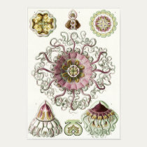 Ernst Haeckel Art Print: Peromedusae posters