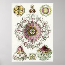 Ernst Haeckel Art Print: Peromedusae