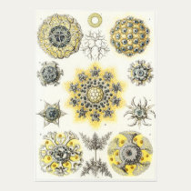 Ernst Haeckel Art Print: Polycyttaria posters