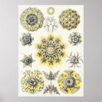 Ernst Haeckel Art Print: Polycyttaria