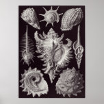 Ernst Haeckel Art Print: Prosobranchia