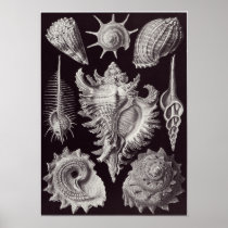 Ernst Haeckel Art Print: Prosobranchia