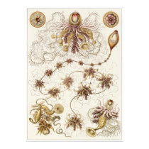 Ernst Haeckel Art Print: Siphonophorae by Ferntastic Ernst Haeckel Art Print: Siphonophorae