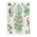 Ernst Haeckel Art Print: Siphonophorae