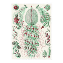 Ernst Haeckel Art Print: Siphonophorae