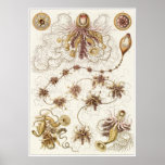 Ernst Haeckel Art Print: Siphonophorae