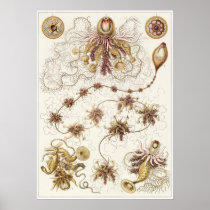 Ernst Haeckel Art Print: Siphonophorae