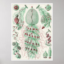 Ernst Haeckel Art Print: Siphonophorae