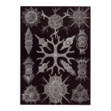 Ernst Haeckel Art Print: Spumellaria