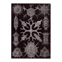 Ernst Haeckel Art Print: Spumellaria