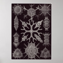 Ernst Haeckel Art Print: Spumellaria