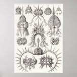 Ernst Haeckel Art Print: Spyroidea