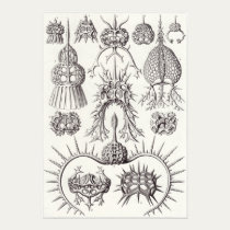 Ernst Haeckel Art Print: Spyroidea posters