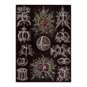 Ernst Haeckel Art Print: Stephoidea