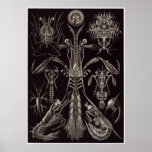 Ernst Haeckel Art Print: Thoracostraca