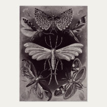 Ernst Haeckel Art Print: Tineida posters