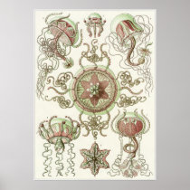 Ernst Haeckel Art Print: Trachomedusae