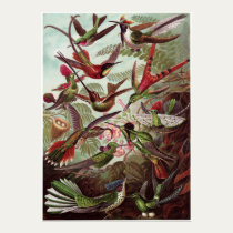 Ernst Haeckel Art Print: Trochilidae posters