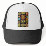 Ernst Haeckel Ascidiae Hat