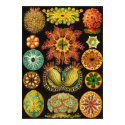 Ernst Haeckel - Ascidiae poster