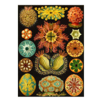 Ernst Haeckel - Ascidiae poster