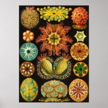 Ernst Haeckel - Ascidiae Posters
