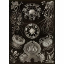 Ernst Haeckel - Ascomycetes t-shirts