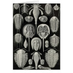 Ernst Haeckel - Aspidonia Card