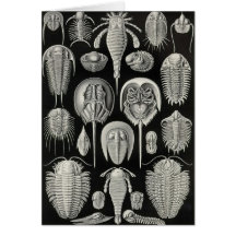 Ernst Haeckel - Aspidonia Card