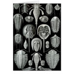 Ernst Haeckel - Aspidonia Greeting Card