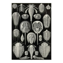 Ernst Haeckel - Aspidonia poster