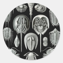 Ernst Haeckel - Aspidonia Round Sticker