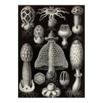 Ernst Haeckel - Basimycetes Mushrooms posters by LisasLair Ernst Haeckel - Basimycetes Mushrooms posters